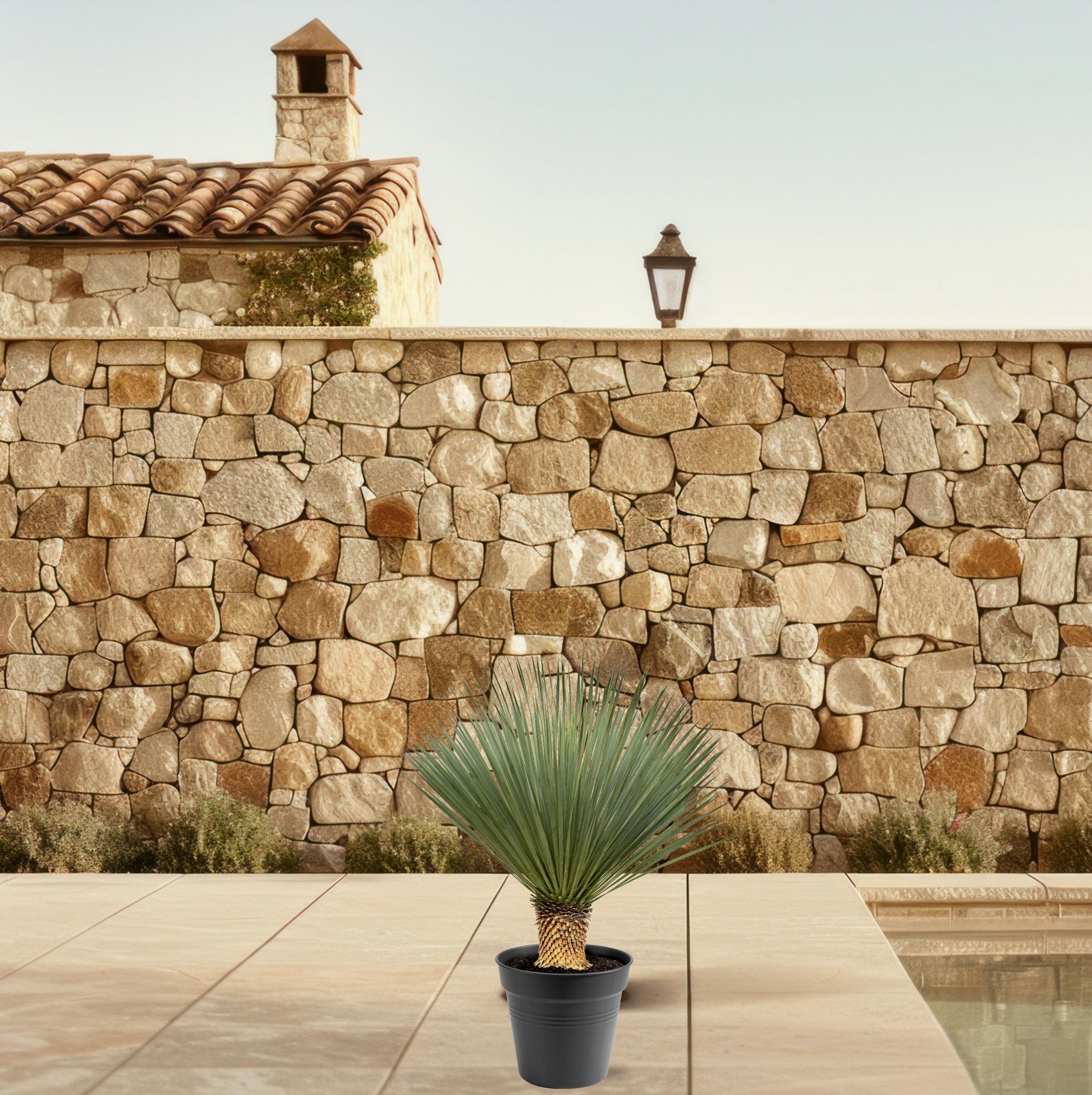 Yucca Rostrata - 80 - 100cm - Ø38