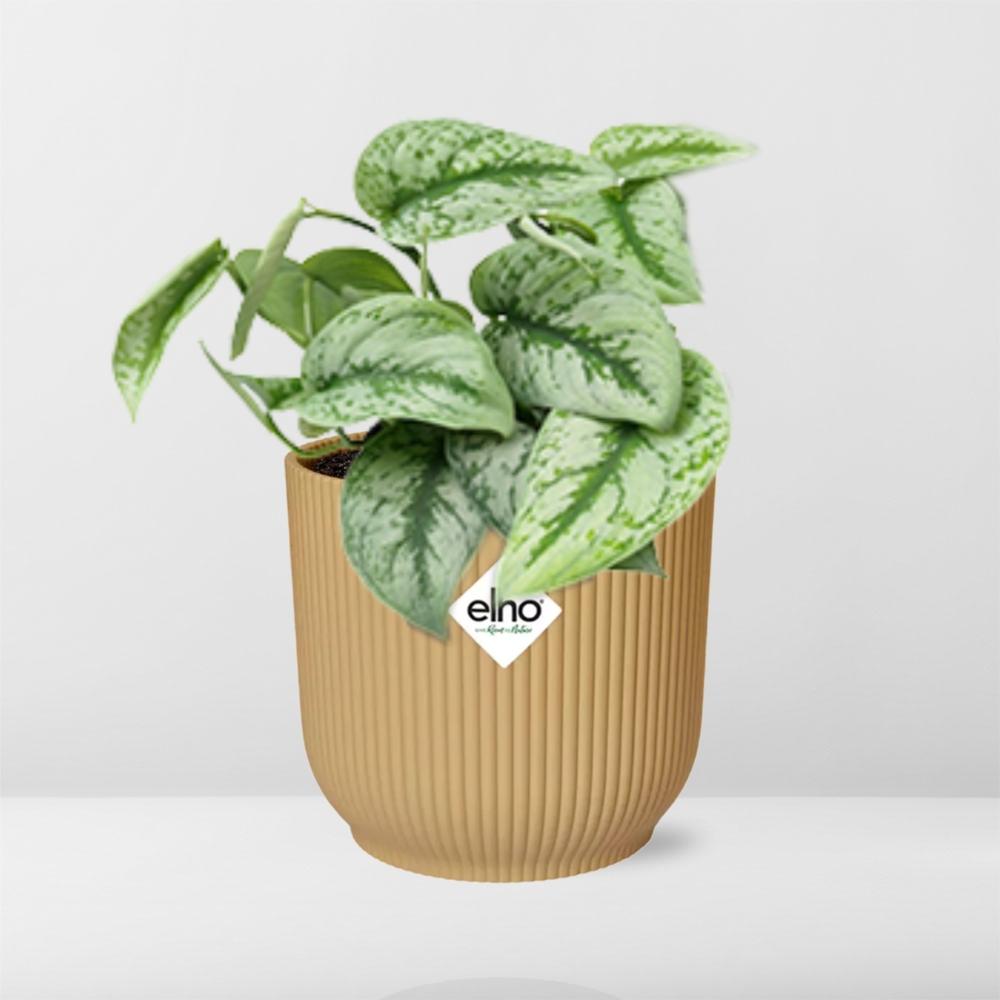 Scindapsus Pictus 'Trebie' in ELHO Vibes Fold 14cm gelb