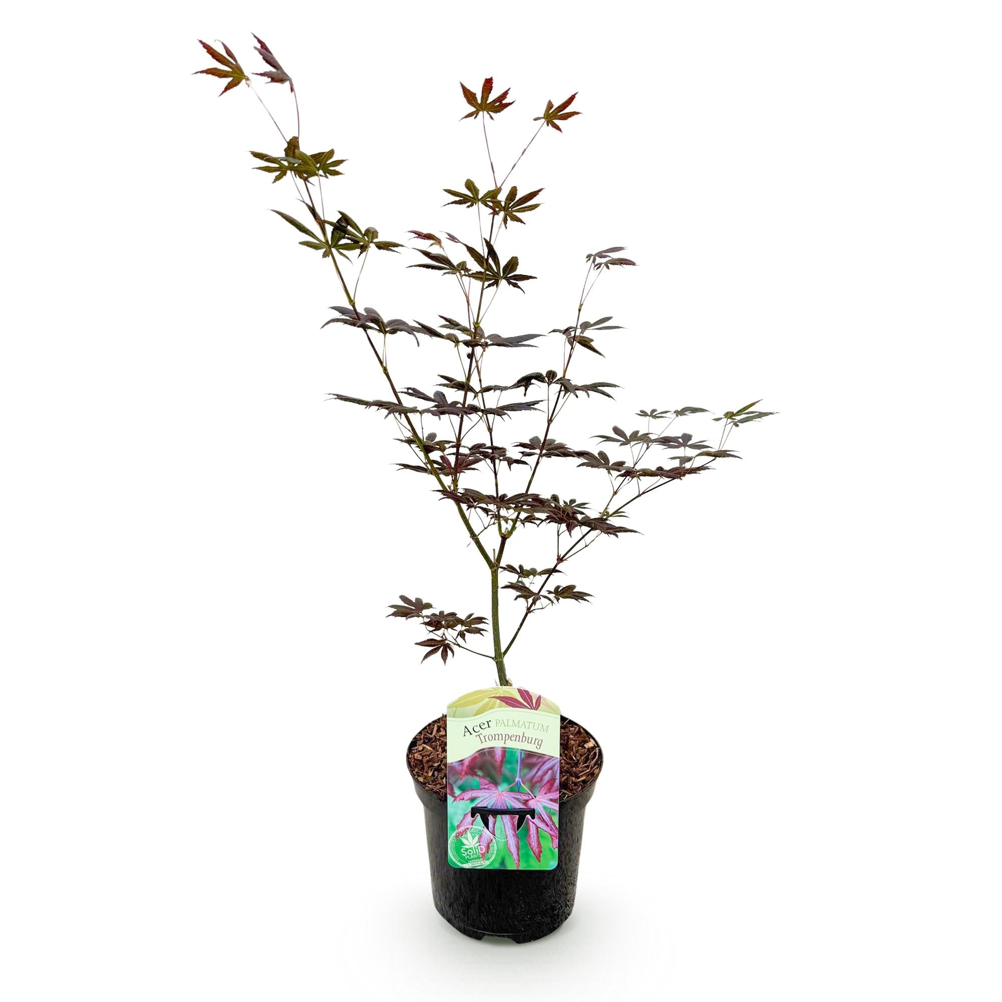 Green boutiQ – Terrassenpflanze – Japanischer Ahorn (Acer palmatum Trompenburg) – Dunkelviolett – 1 Pflanze – Laubabwerfend – Topf 19 cm, Höhe 70 cm