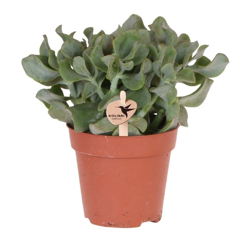 Kolibri Greens | Vetplant Crassula Arborescens - Ø12cm