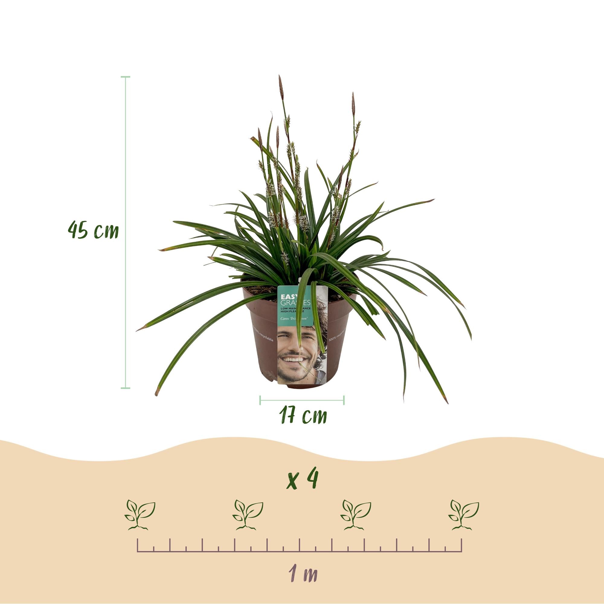 Carex morrowii Irish Green - Groen & Geel - 1 Plant - Groenblijvend - Winterhard - Pot 17cm Hoogte 50cm
