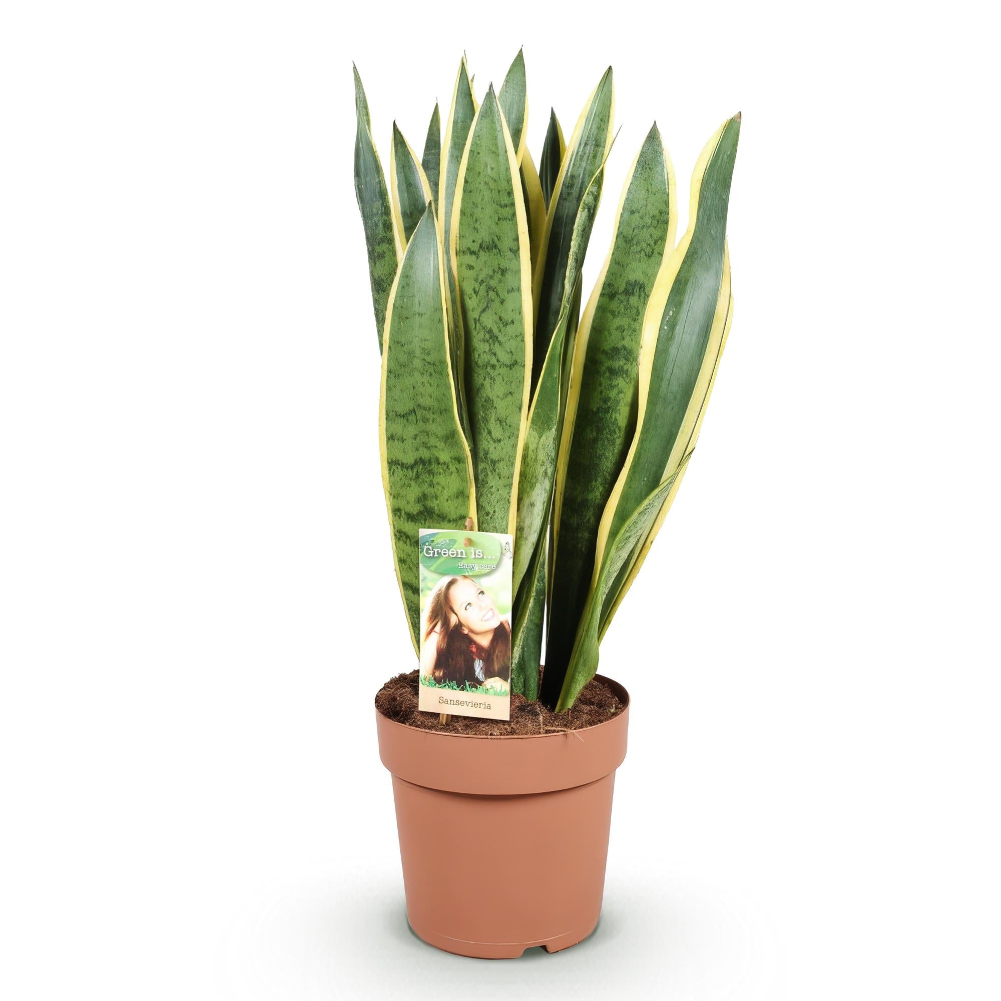 Sansevieria Laurentii - Vrouwentong - Weinig onderhoud - Groen - 1 Plant - Pot 21cm - Hoogte 70-80cm