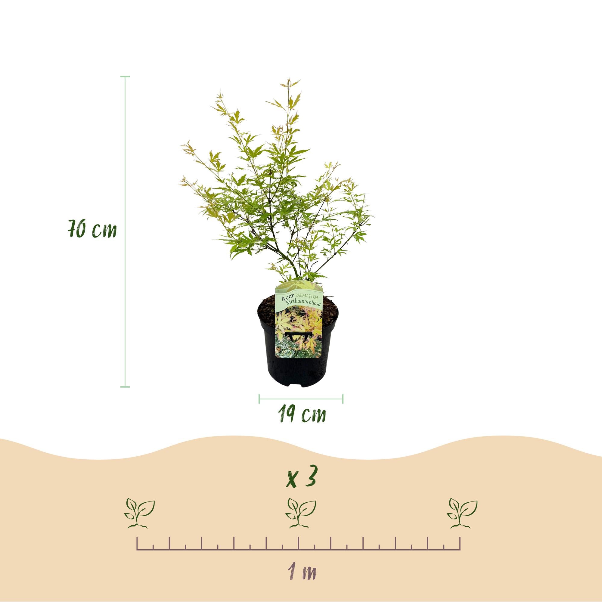 Japanse Esdoorn - Acer palmatum Methamorphosa - Groen - 1 Plant - Bladverliezend - Pot 19cm Hoogte 70cm