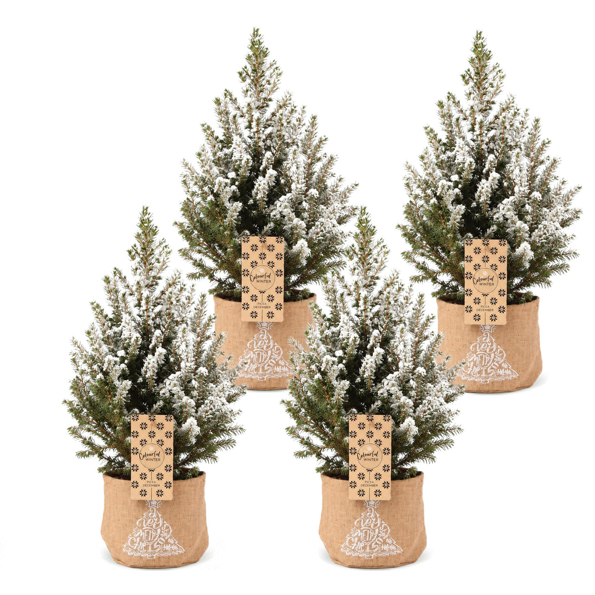 Picea glauca Conica - 4x Kegelspar - Groen - Wit - Kerstboom - incl. jute zak - Ø17cm - ↕65cm
