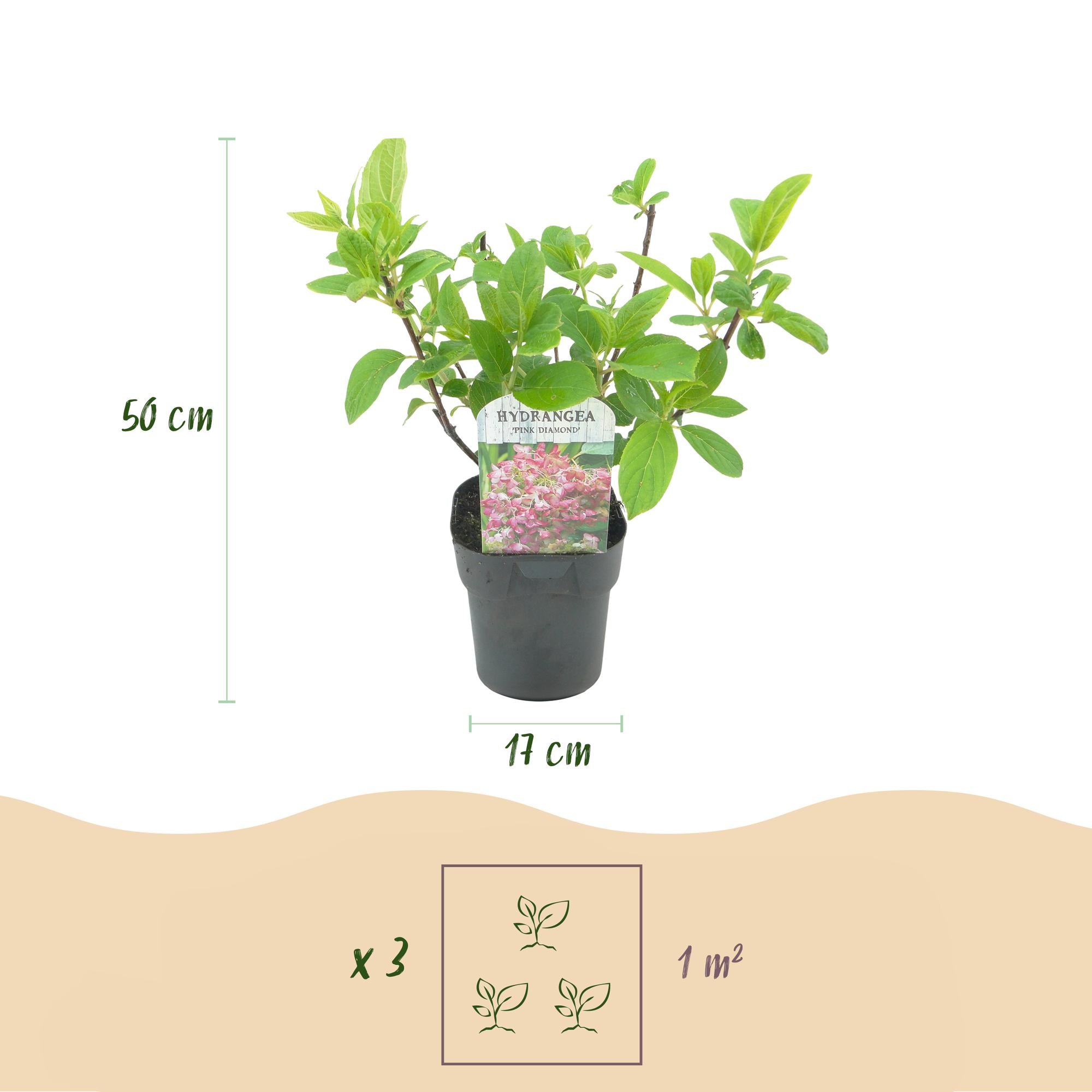 Green boutiQ – Federhortensie (Hydrangea panniculata 'Pink Diamond') – Blütenfarbe: Weiß-Rosa – 3 Pflanzen – 1 m² – Laubabwerfend – Große Blüten – Topf: 17 cm, Höhe: 50 cm
