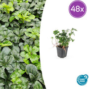 48x Pachysandra term. 'Green Sheen' - ↕10-25cm - Ø9cm