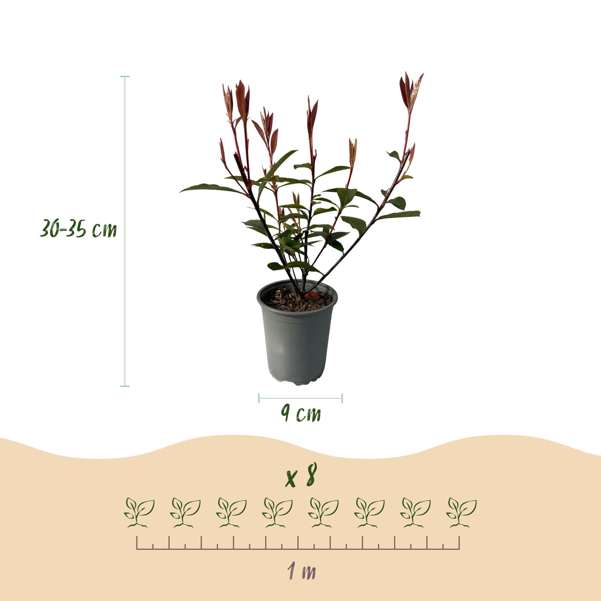 Photinia fraseri Carre Rouge - blad rood groen - 8 planten - 1 strekkende meter - groenblijvend - pot 9cm hoogte 30-35cm