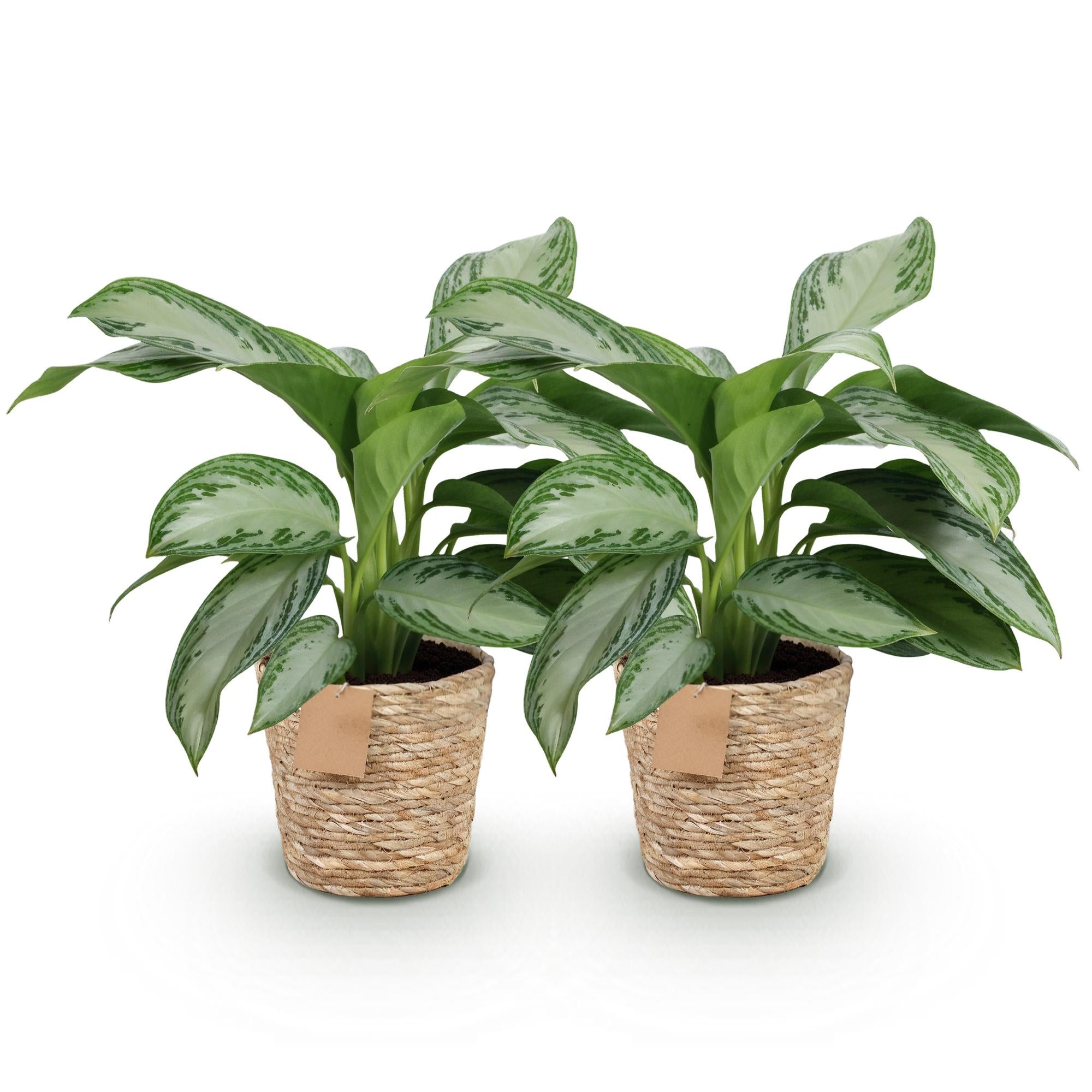 Aglaonema Silver Bay - Zilverblad - Weinig onderhoud - met mand - Groen - 2 Planten - Pot 17cm - Hoogte 70-75cm