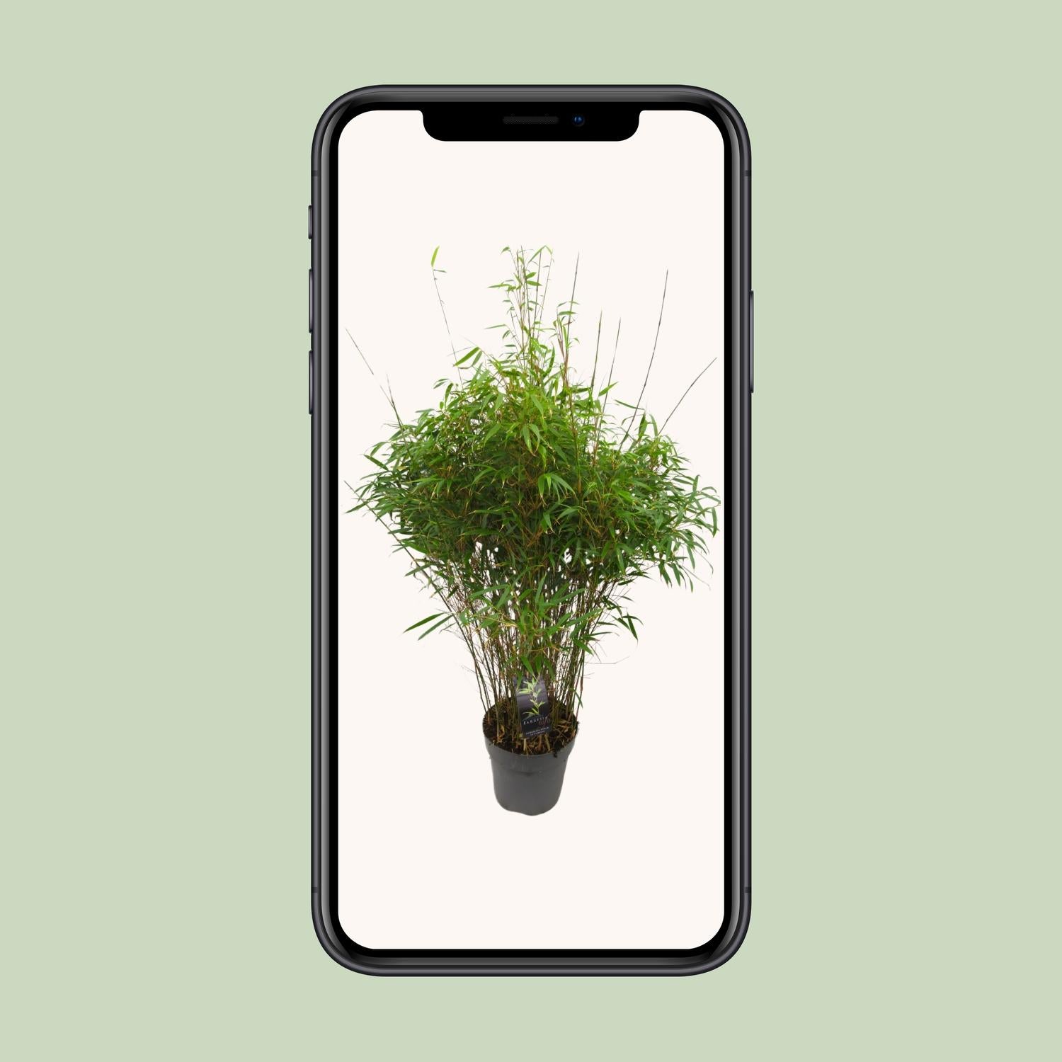 Fargesia 'rufa' - Nicht ausbreitender Bambus - Ø27cm - ↕90cm