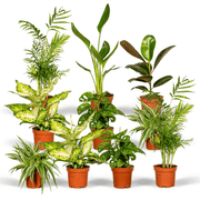 Verrassingsbox - Kamerplanten Ø12cm - ↕25cm - x10