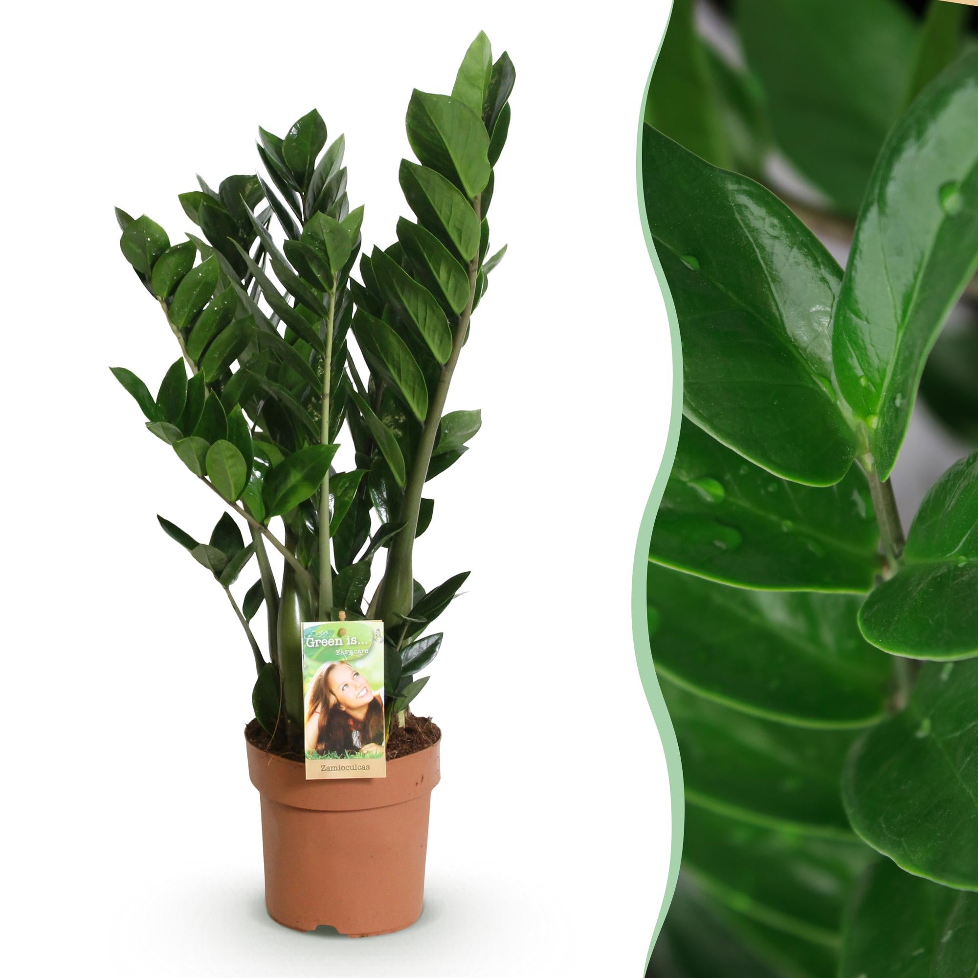 Zamioculcas - ZZ-plant - Pot 17cm - Hoogte 65-75cm