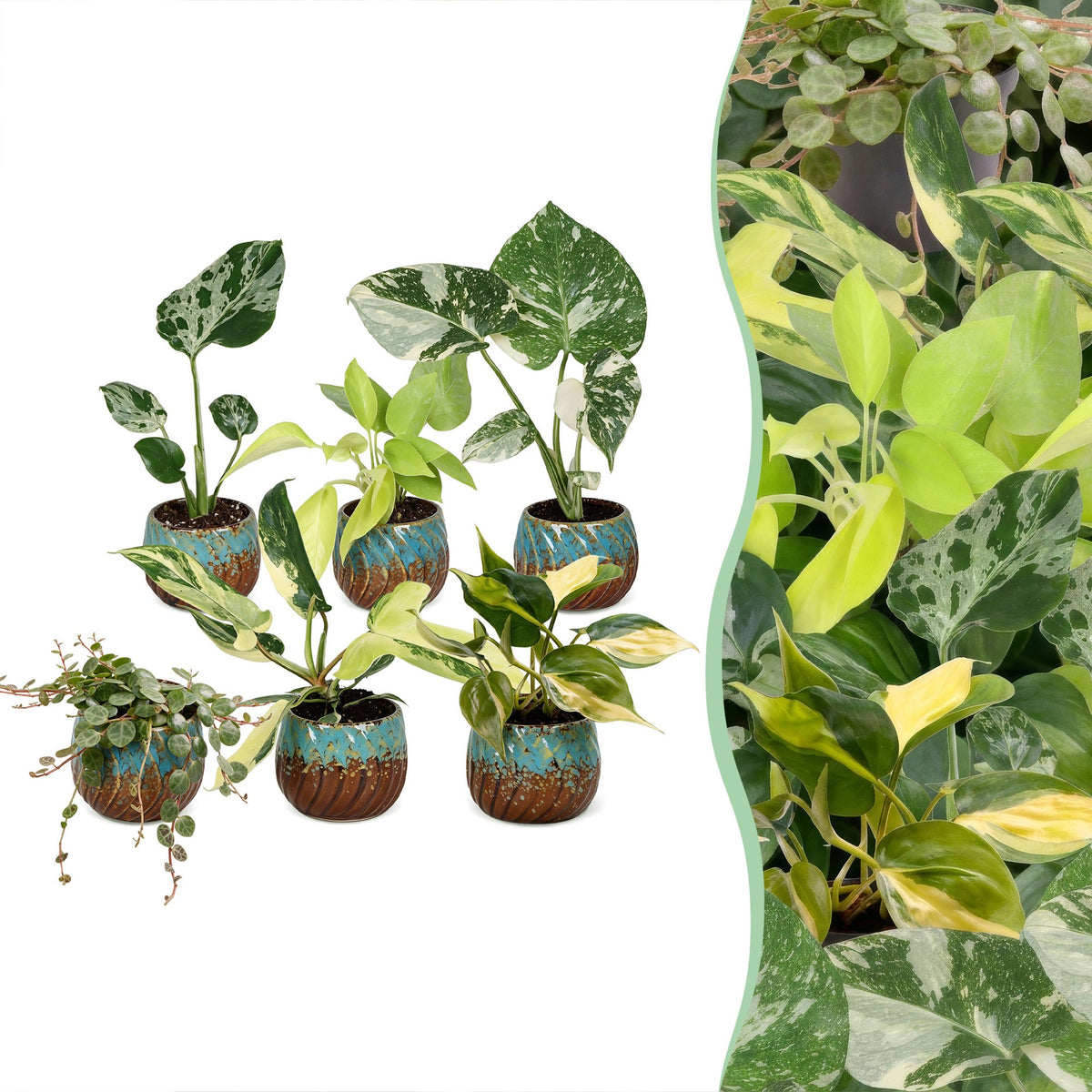 Baby Planten Tropical Mix - Diversen 6x - Tropisch - incl. Copper Reef - Ø6cm - ↕10-15cm