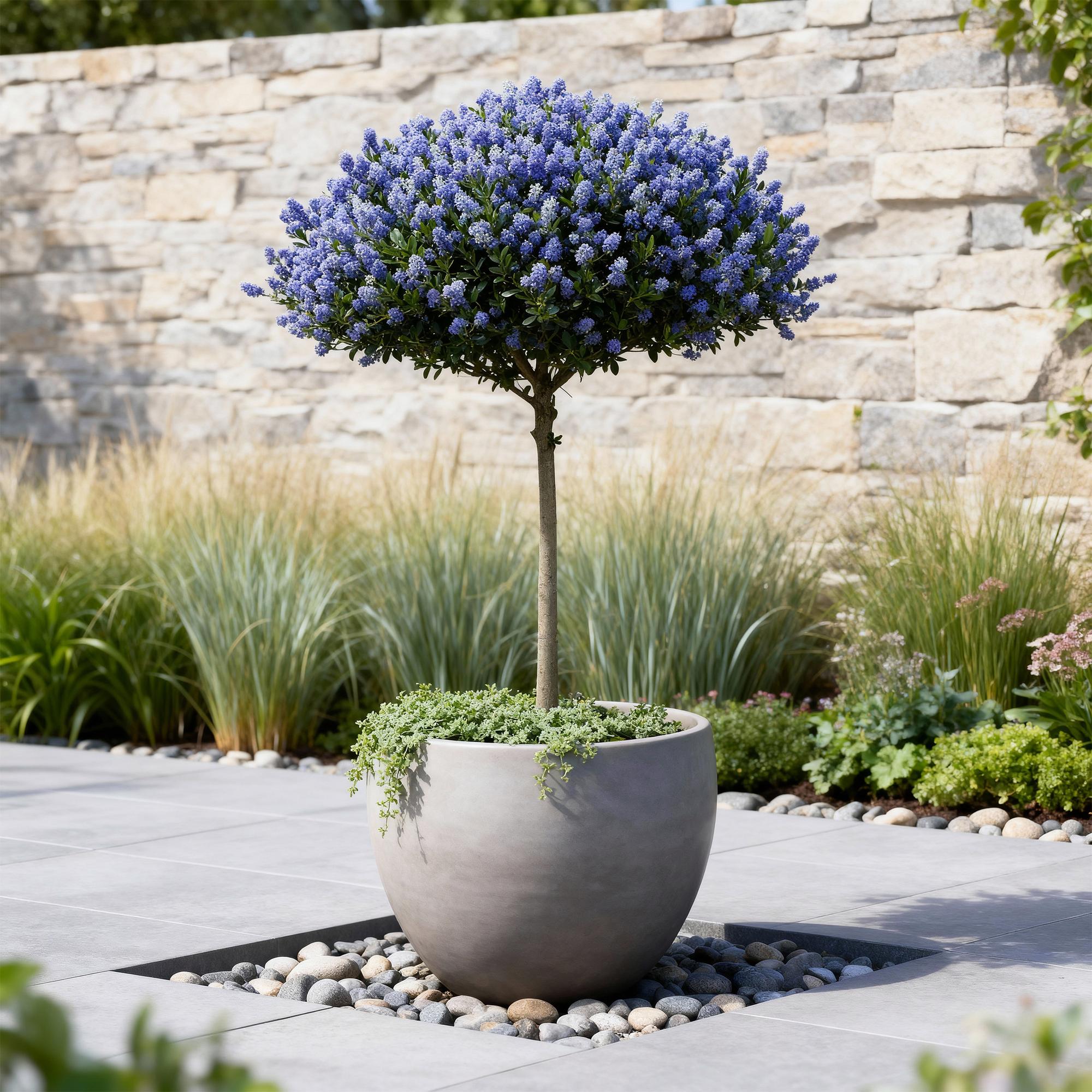 Ceanothus thyrsiflorus Repens - Terras Plant - Bladhoudend - Winterhard - Paarse Bloem - Pot 19cm Hoogte 90cm