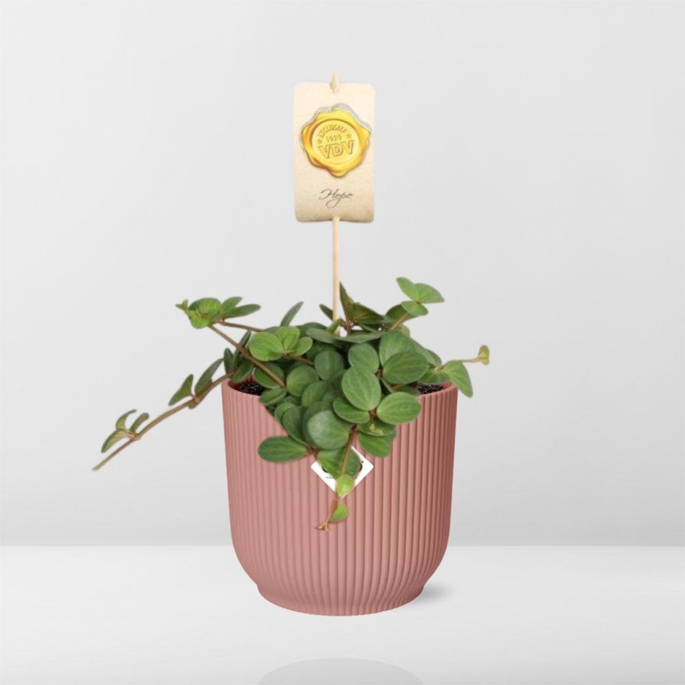 Peperomia 'Hope' in ELHO Vibes Fold 14cm pink