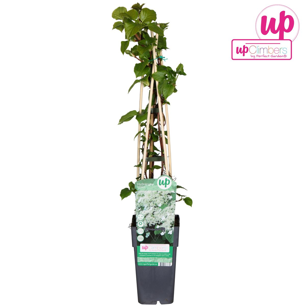 Hydrangea petiolaris - Climbing hydrangea - Ø15cm - ↕65cm