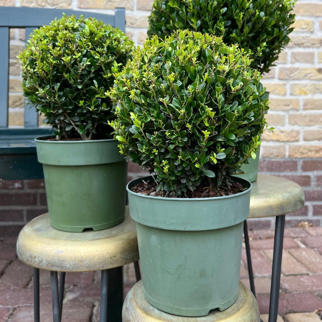 2x bulbo di Ilex crenata 'Jenny' | set da 2 pezzi | diametro 20 cm