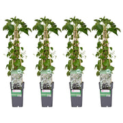 4x - Hydrangea petiolaris - ↨65cm - Ø15