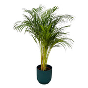 Areca-Palme - ↨130 cm - Ø24 cm inklusive elho Vibes Fold Round blau D30xH27