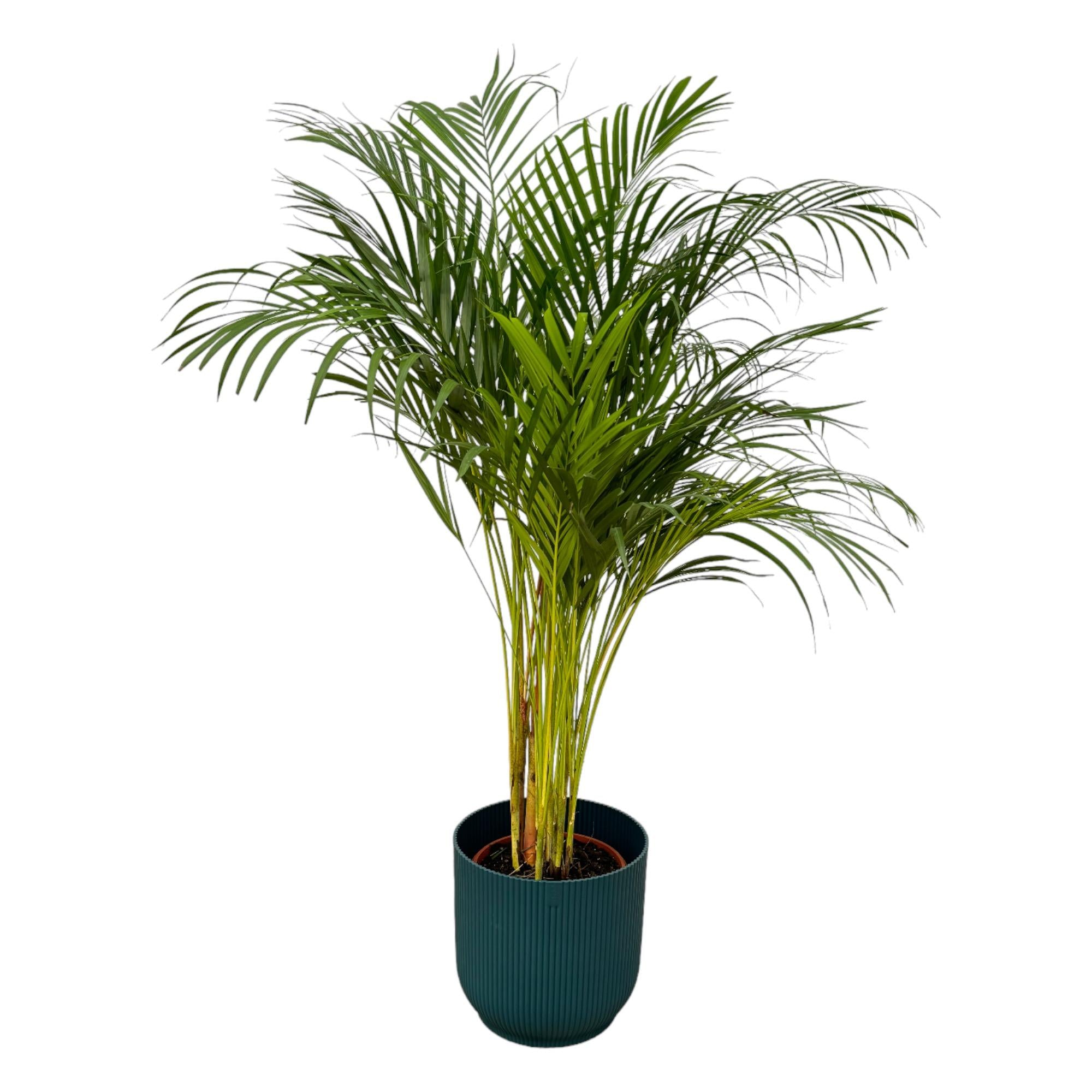 Areca-Palme - ↨130 cm - Ø24 cm inklusive elho Vibes Fold Round blau D30xH27