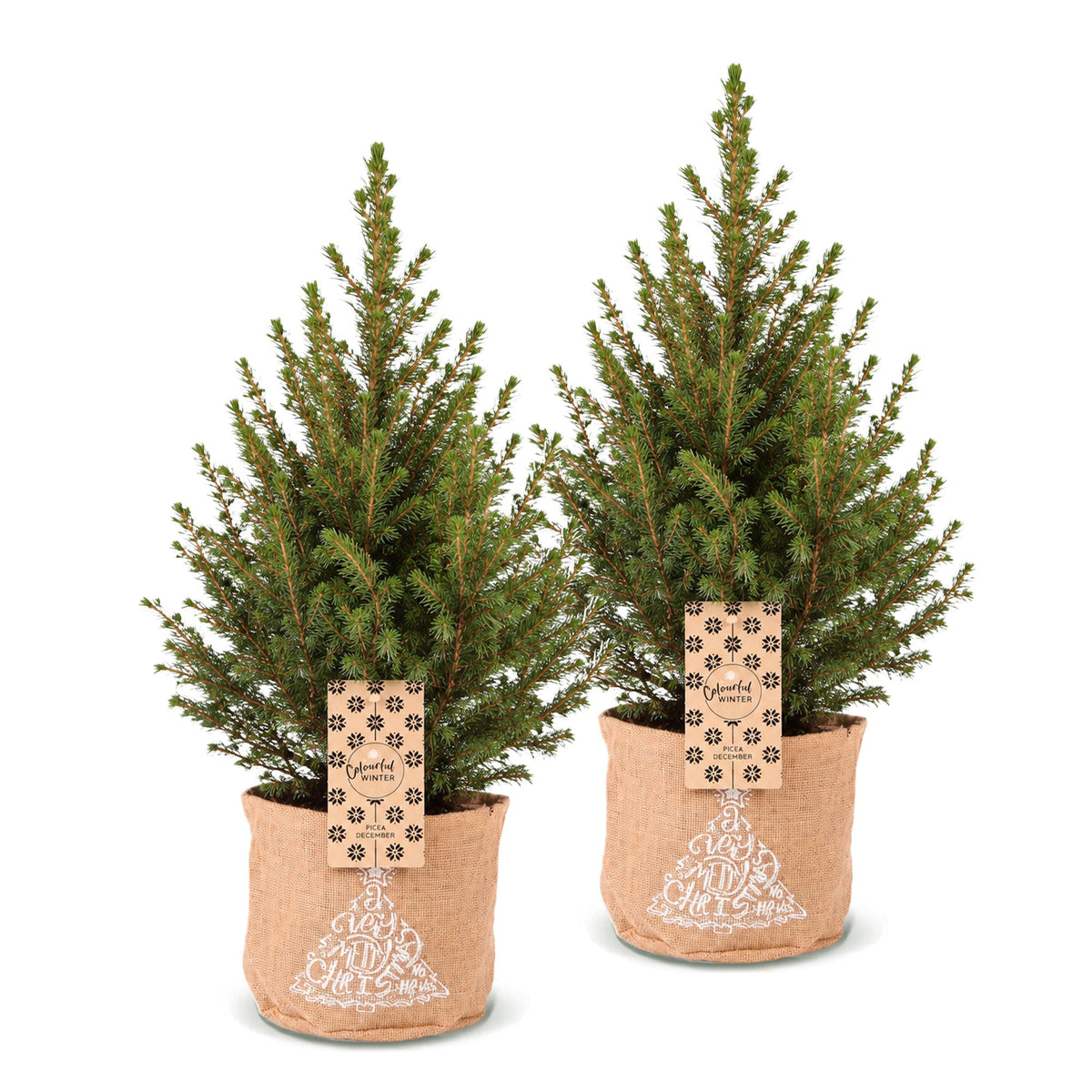 Picea glauca Conica - 2x Kegelspar - Groen - Kerstboom - incl. jute zak - Ø17cm - ↕65cm