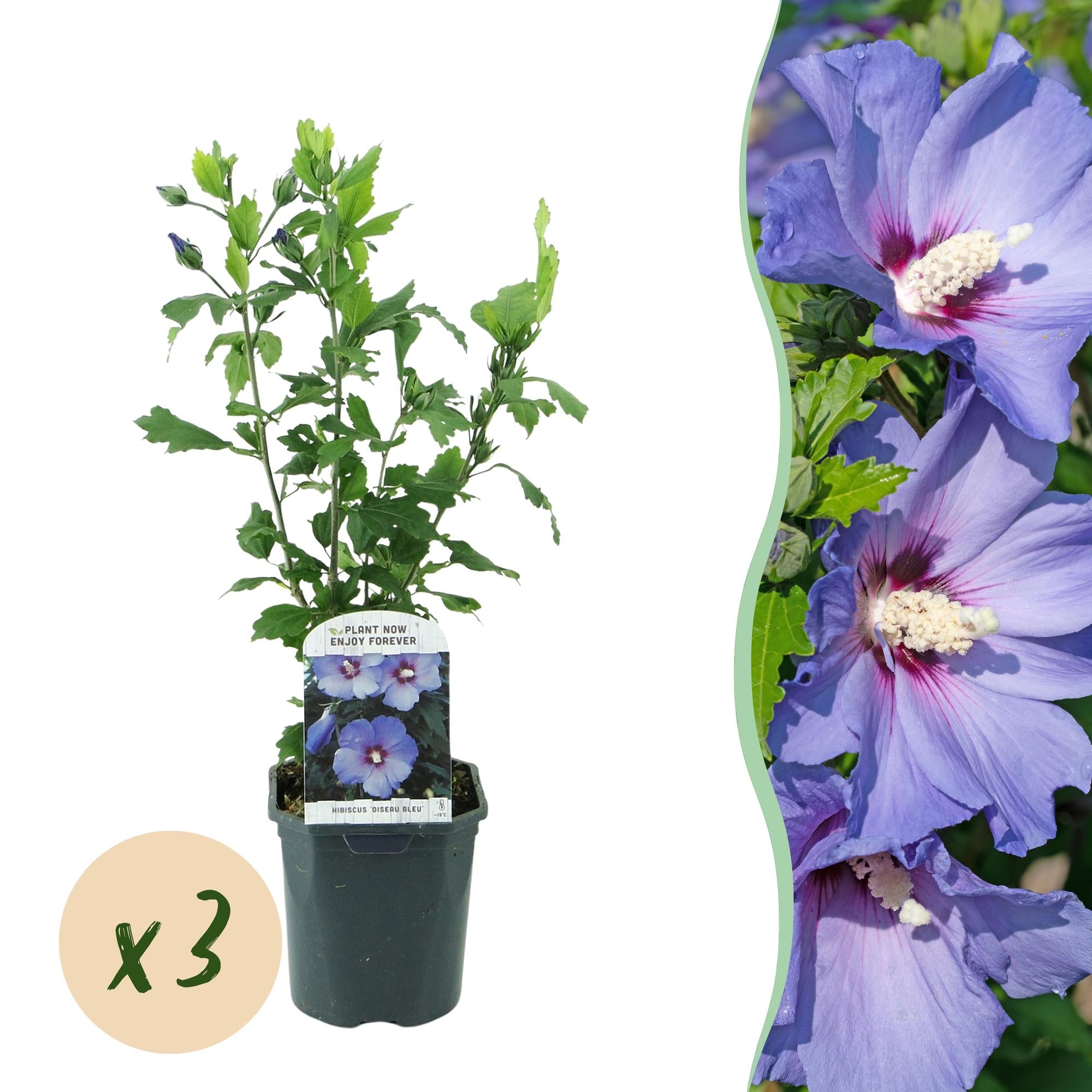 Hibiscus syriacus Oiseau Blue - Tuin Hibiscus - Winterhard - Blauw - 3 Planten - Pot 17cm - Hoogte 45cm