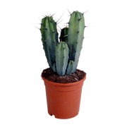 Myrtillocactus geometrizans 17 cm - ohne Topf