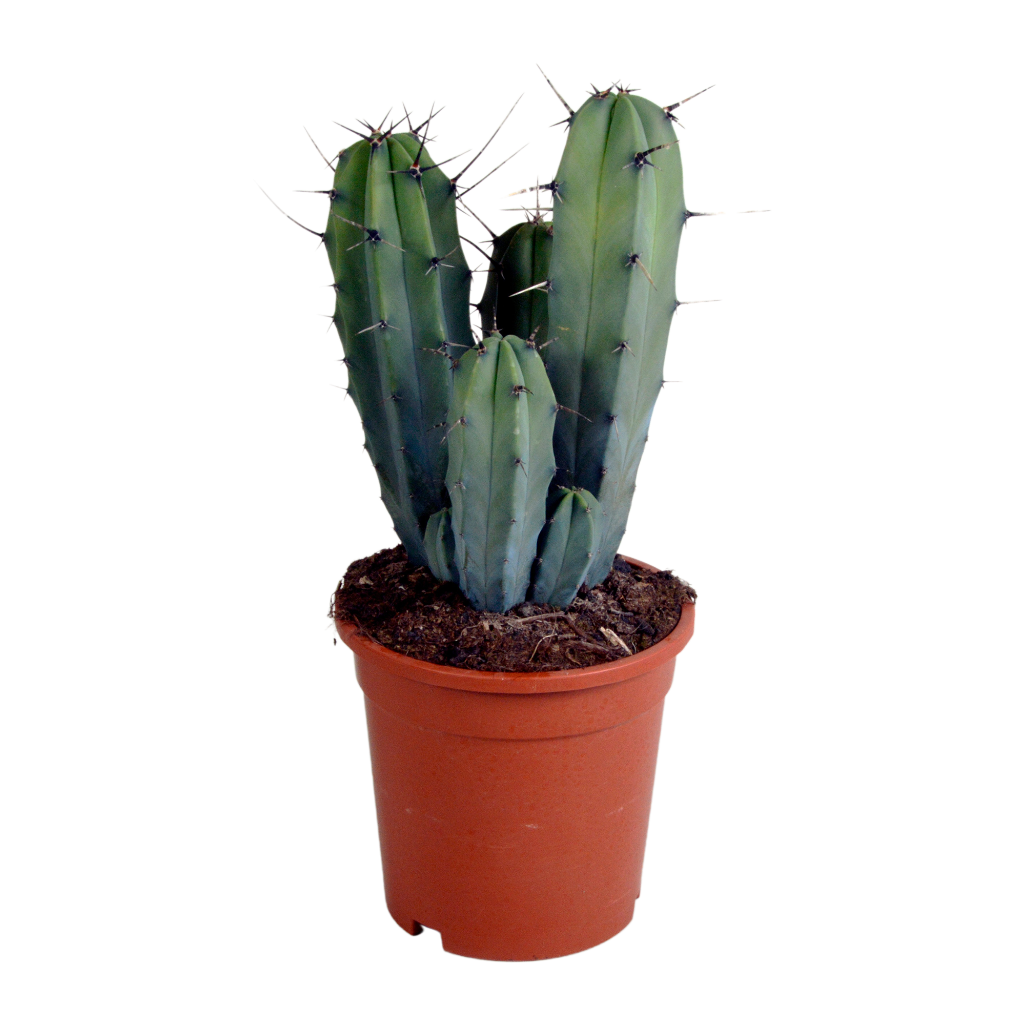 Myrtillocactus geometrizans 17 cm - ohne Topf