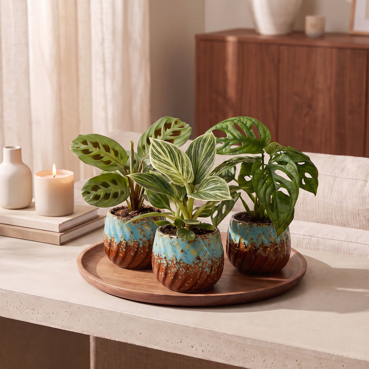 Baby Plants Surprise Box 3x - Verrassingsbox kleine planten - Diversen - Tropisch - incl. Copper Reef - Ø6cm - ↕5-15cm