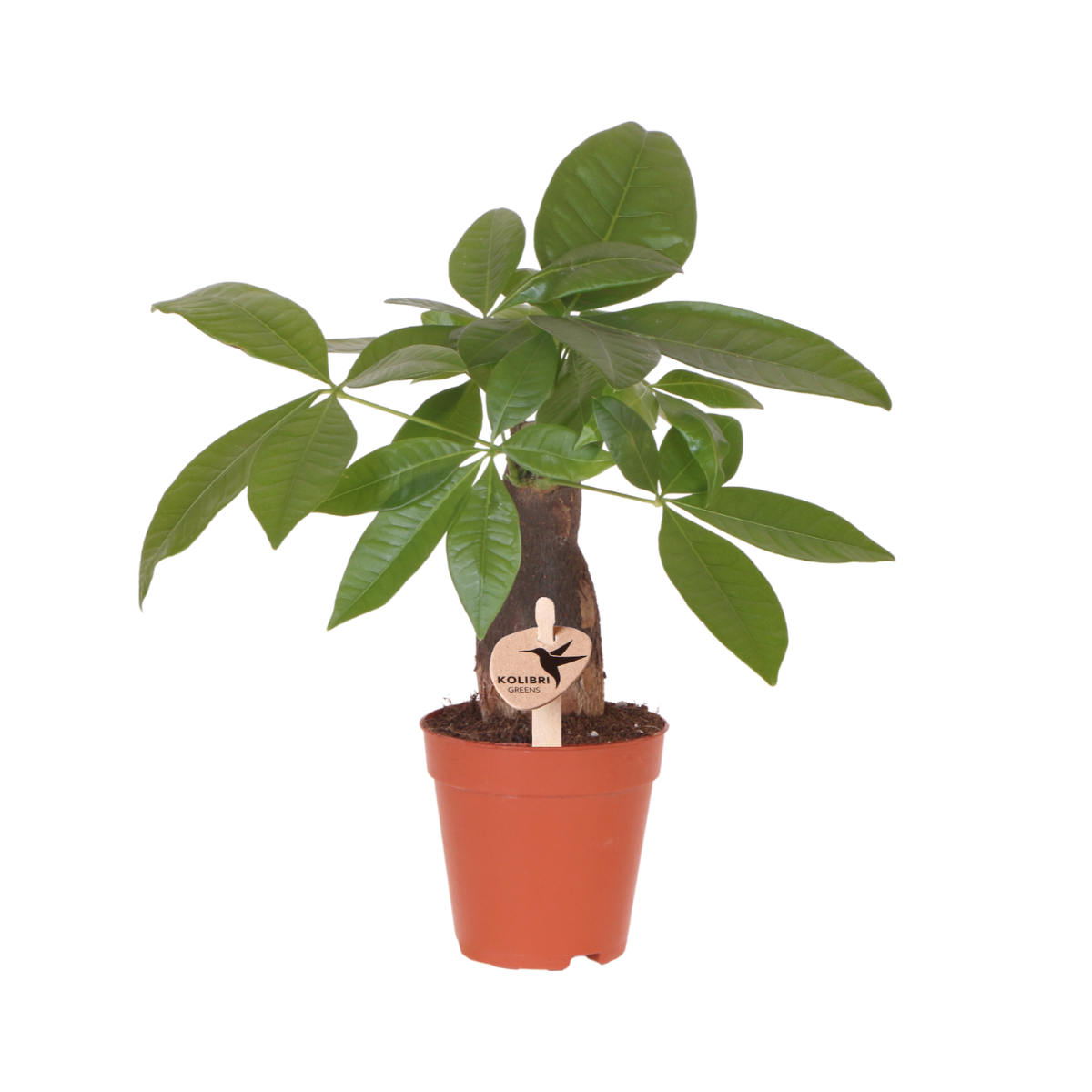 Kolibri Greens | Grüne Pflanze - Pachira ⌀9 cm - grüne Zimmerpflanze - frisch vom Züchter