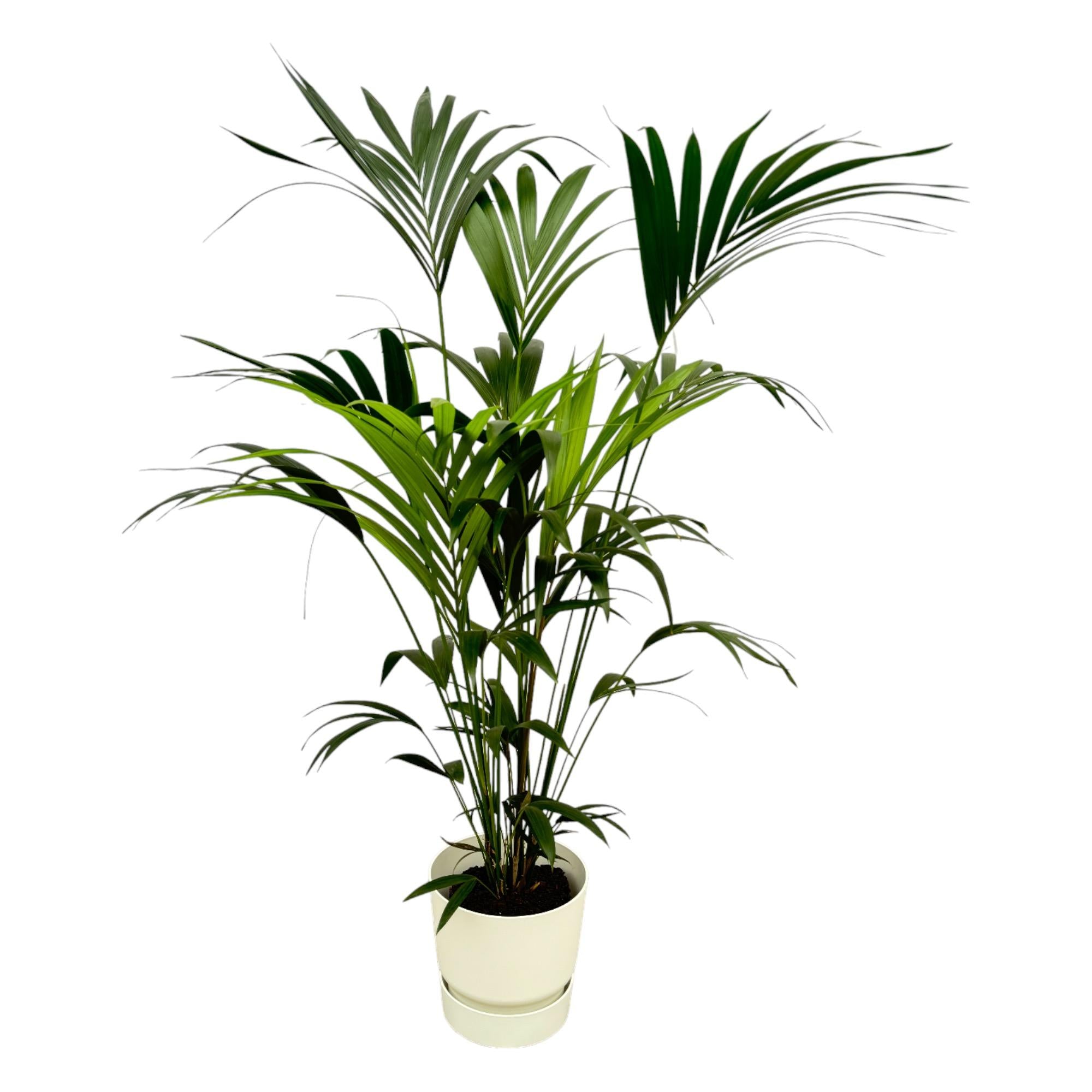 Kentia-Palme, einschließlich Elho Greenville Round weiß - 160 cm - Ø30