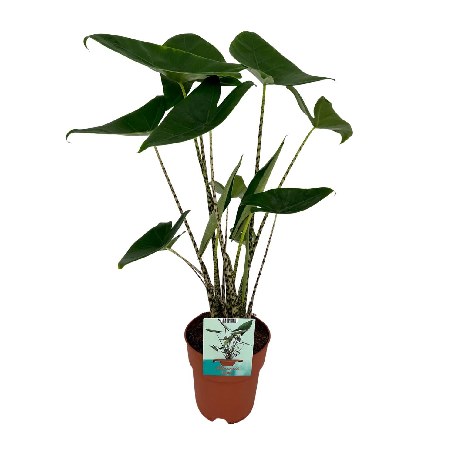 Alocasia Zebrina – Elefantenohr – Ø 19 cm – ↕ 75 cm