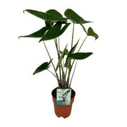 Alocasia Zebrina – Elefantenohr – Ø 19 cm – ↕ 75 cm