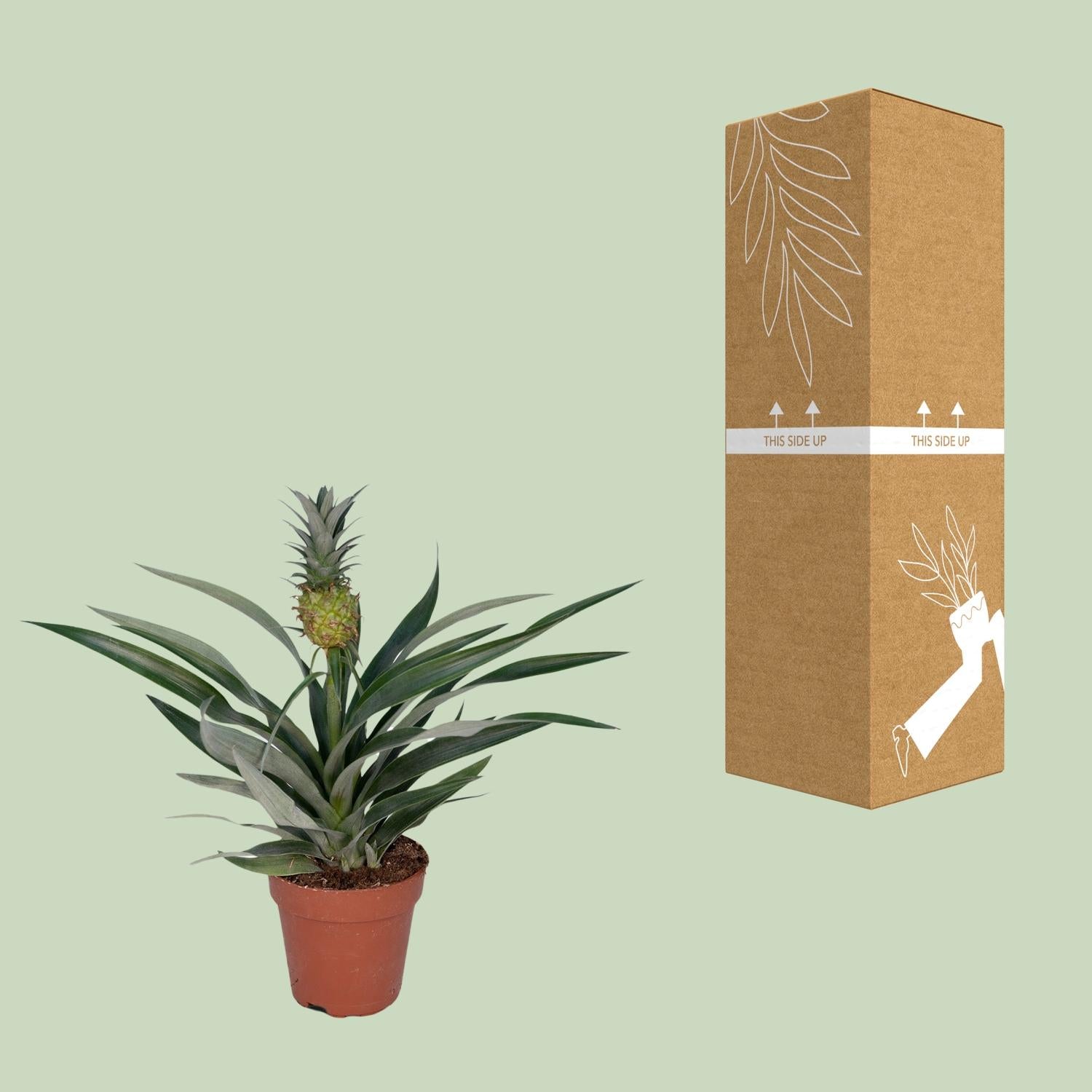 Bromelia Pineapple - Ø12cm - ↕30cm