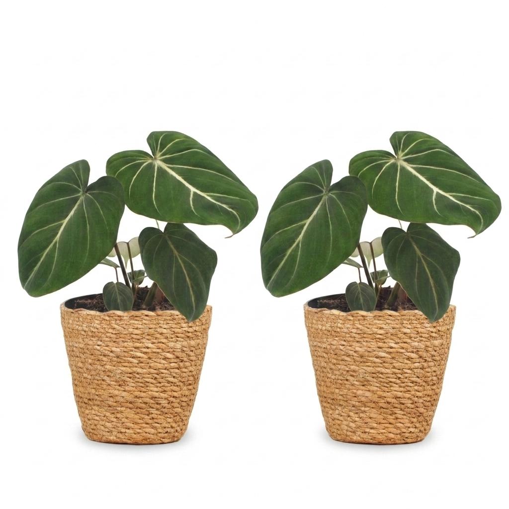 Philodendron Gloriosum - Glorie Philodendron - 2x - met Mand - Pot 12cm - Hoogte - 25cm