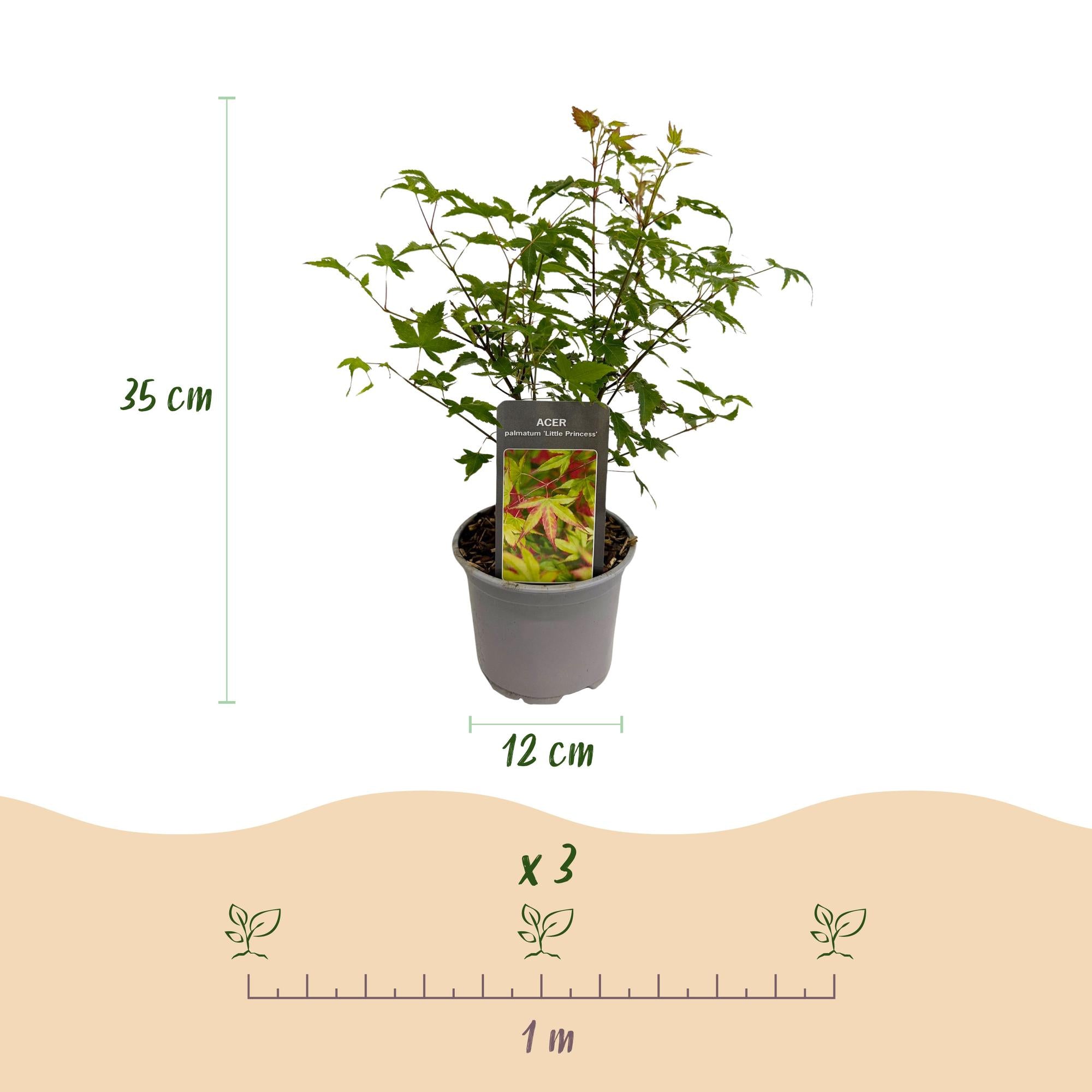 Acer palmatum Little Princess - Groen - 1 Plant - Bladverliezend - Weinig Onderhoud - Pot 12cm Hoogte 35cm