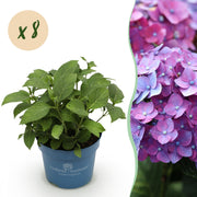 Hydrangea Endles Summer Summer Love Purple - Hortensia - Winterhard - Paars - 8 Planten - Pot 14cm - Hoogte 20-25cm