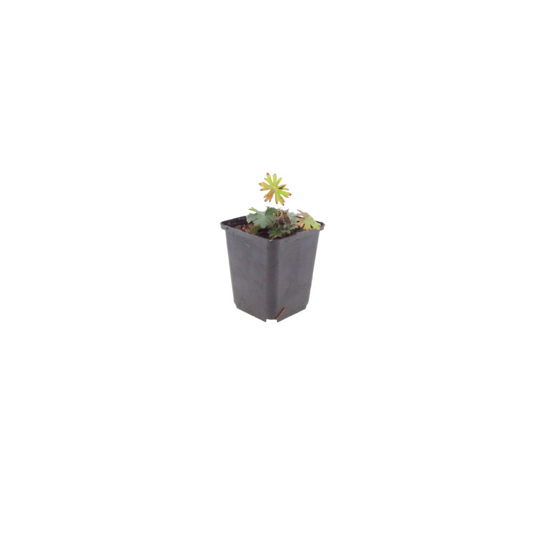 12x Geranium sanguineum - ↕10-25cm - Ø9cm