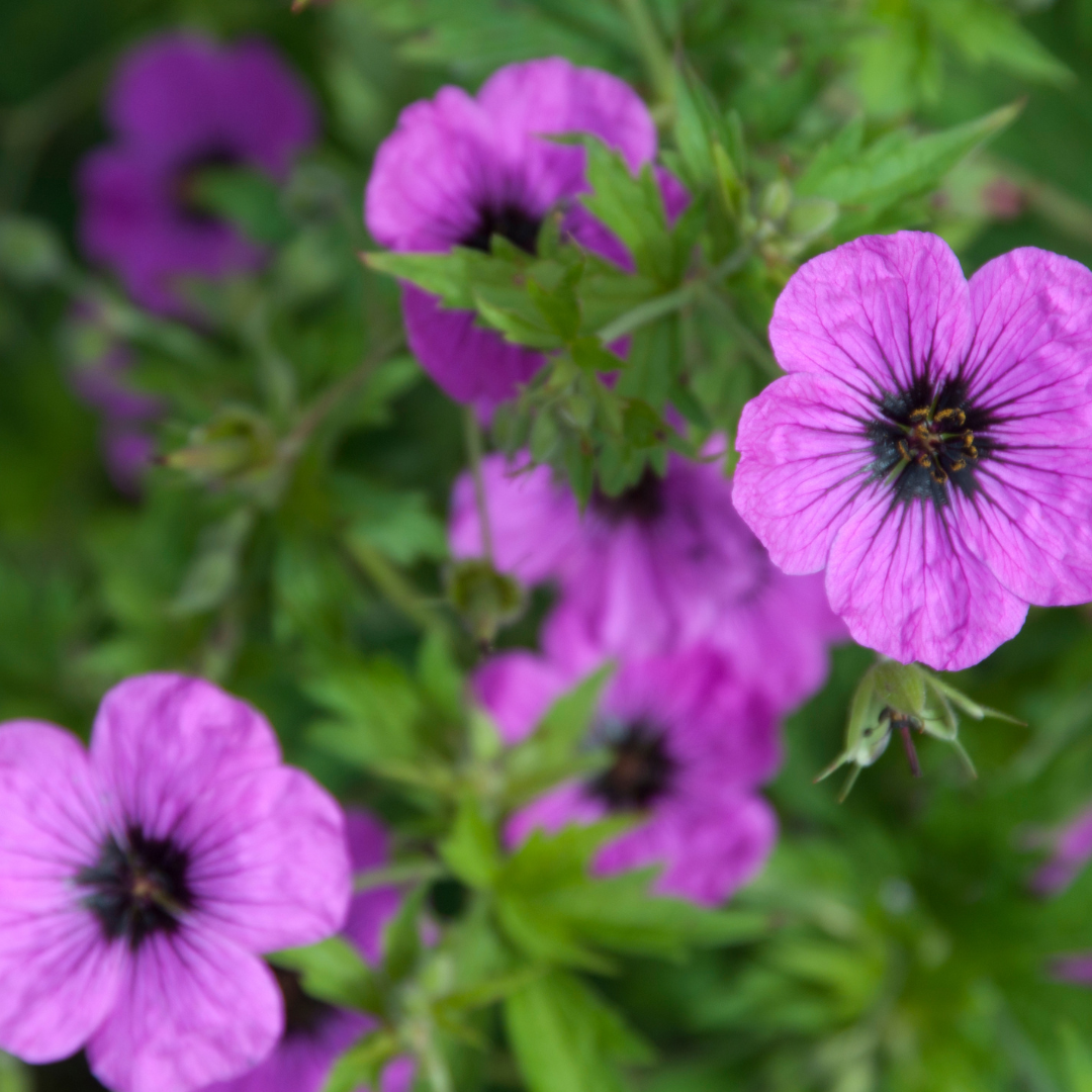 6x Geranium macr. 'Bevan's Variety' - ↕10-25cm - Ø9cm
