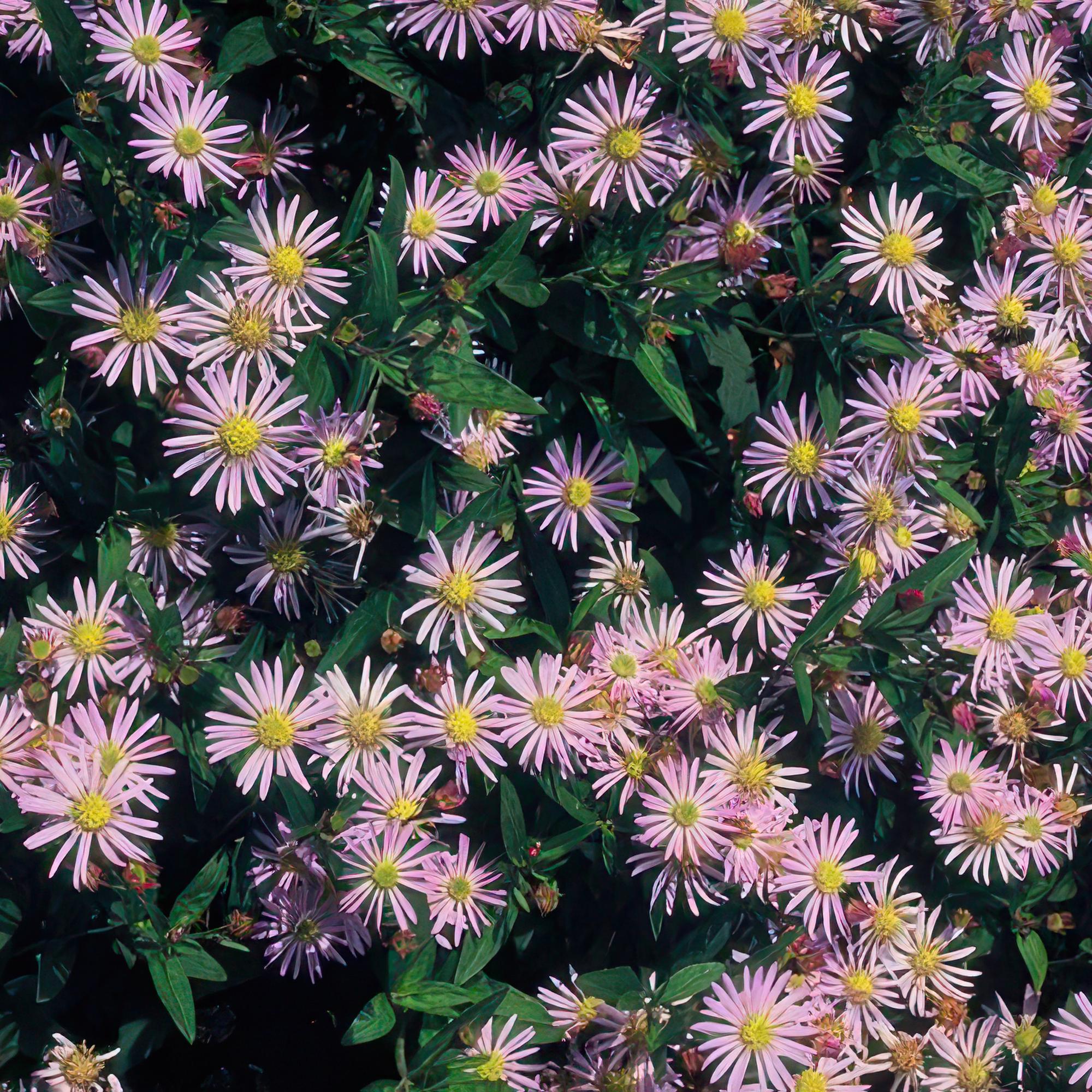 6x Aster ageratides 'Asran' - ↕10-25cm - Ø9cm