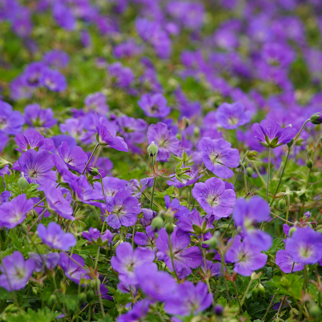 48x Geranium 'Azure Rush' - ↕10-25cm - Ø9cm