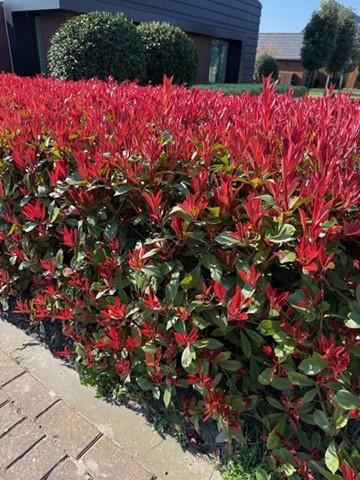 Photinia fraseri Carre Rouge - blad rood groen - 8 planten - 1 strekkende meter - groenblijvend - pot 9cm hoogte 30-35cm