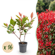 Photinia fraseri Little Red Robin - Glansmispel - 16x - Haagplanten - Groenblijvend - Rood - Pot 9cm - Hoogte 25-35cm