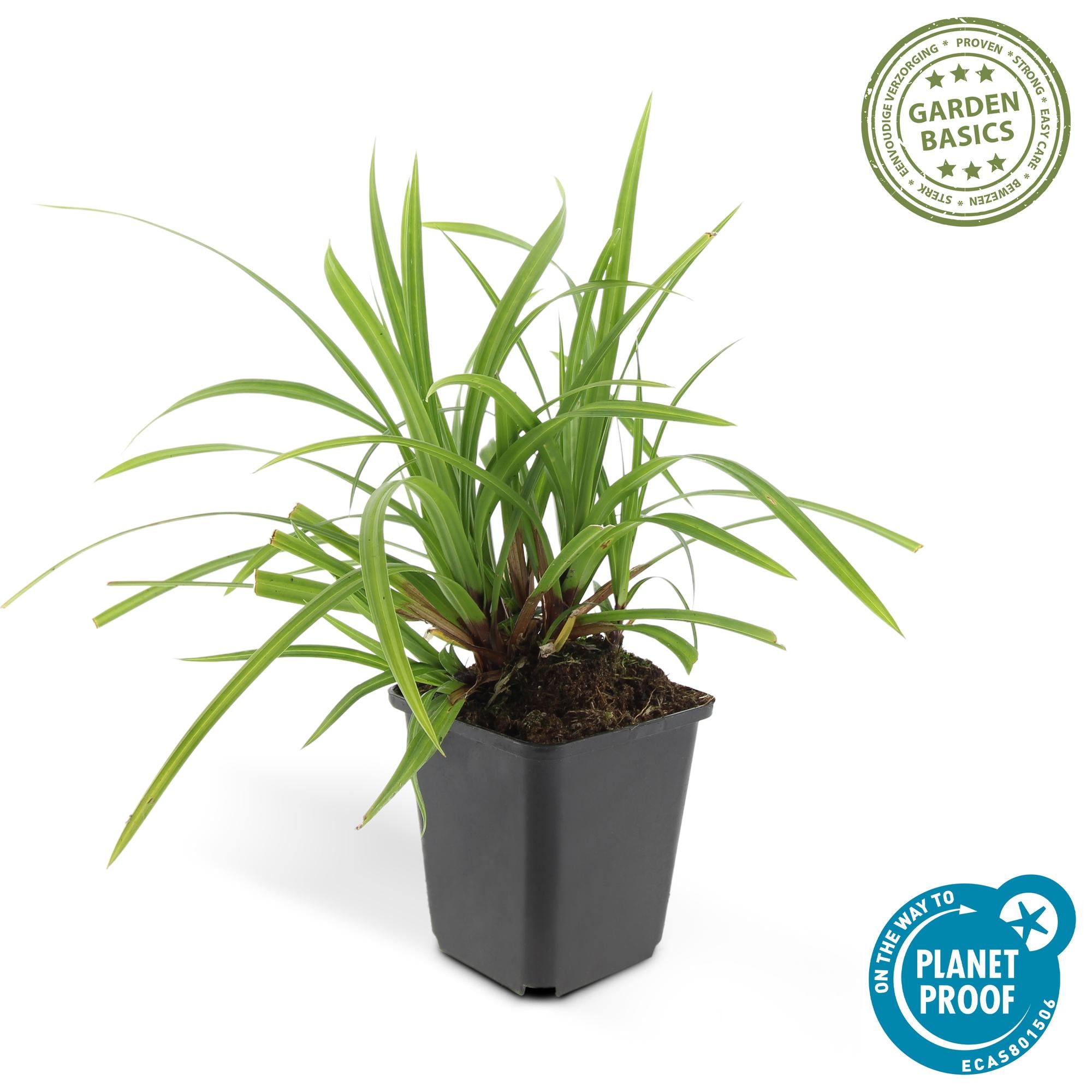 48x Carex morrowii 'Irish Green' - ↕10-25cm - Ø9cm
