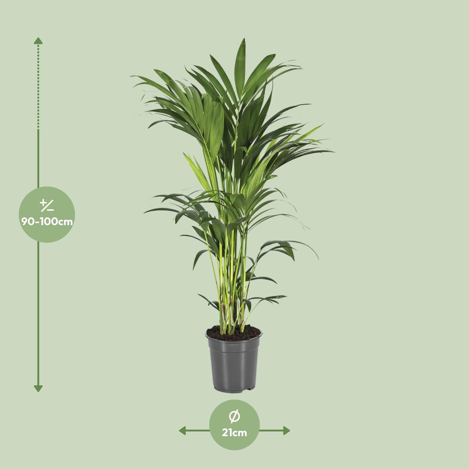 Howea Forsteriana - Ø21cm - ↕100cm