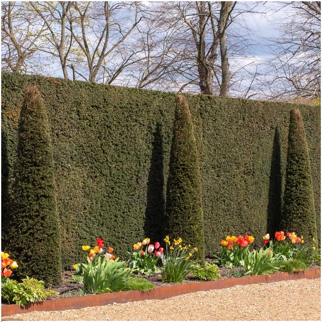 Plants By Frank - 1 meter Yew Hedge - Taxus baccata - Set of 6 winter-hardy hedge plants - Evergreen hedge - Freshly delivered from the nursery