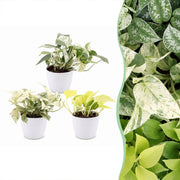 Epipremnum Tricolour 3x - Geel - Groen - Creme - Tropisch - incl. witte pot - Ø6cm - ↕20-25cm