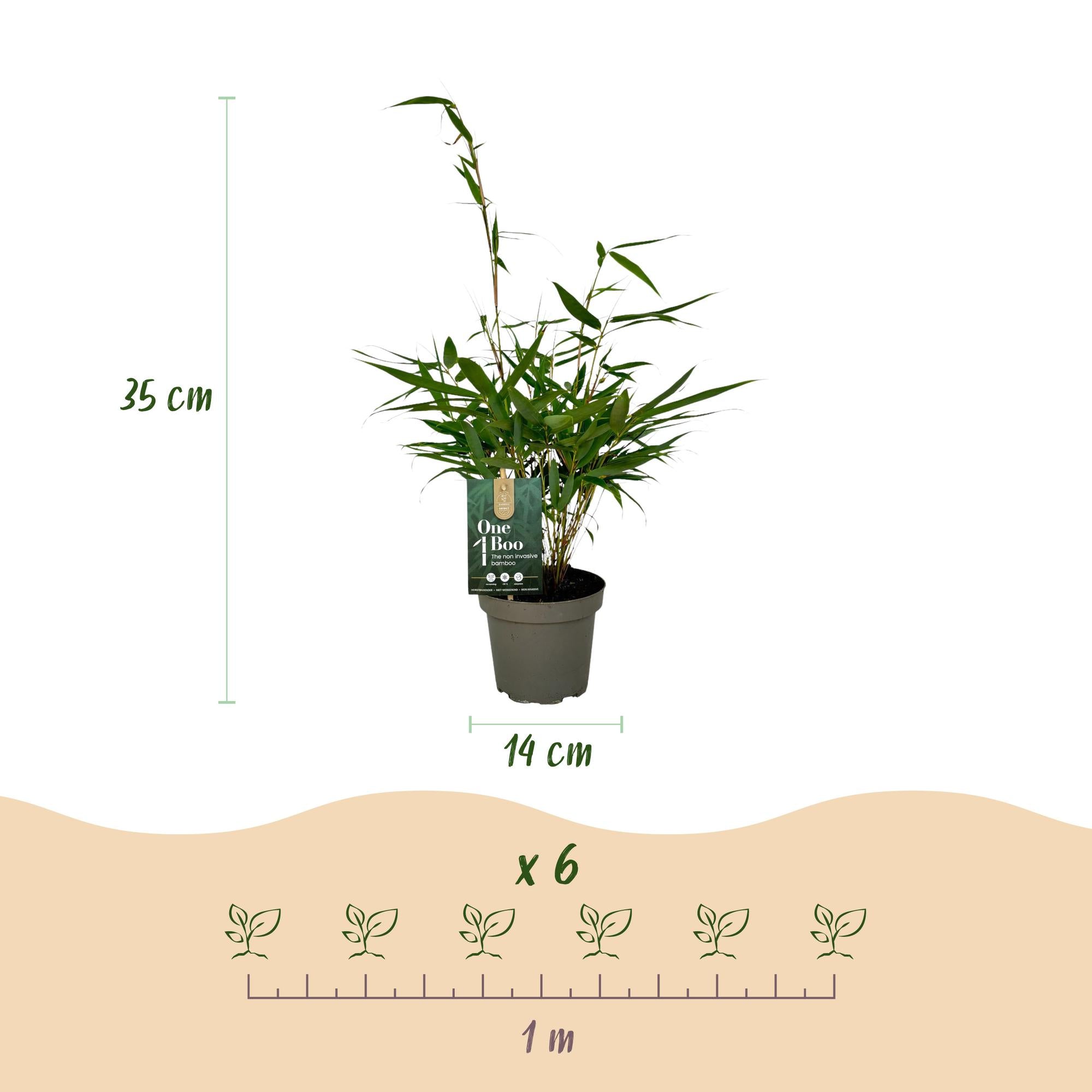 Fargesia robusta Pingwu - Niet Woekerende Bamboe - Bladhoudend - Groen - 4 Planten - Pot 14 cm - Hoogte 35 cm