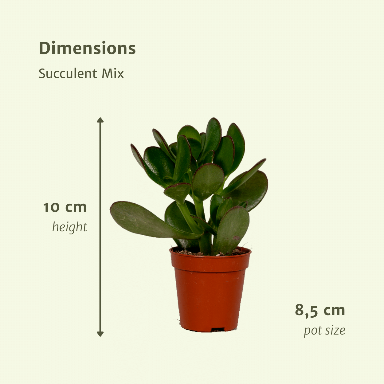 Everspring - Mezcla de suculentas - 10 cm - Ø8,5 - 9