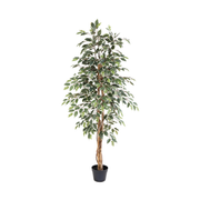 Kunstplant Ficus benjamina variegata - 160cm