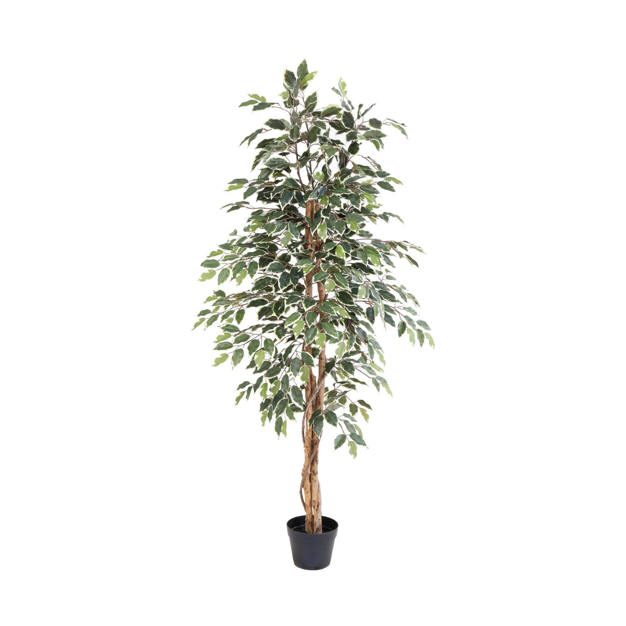 Kunstplant Ficus benjamina variegata - 160cm
